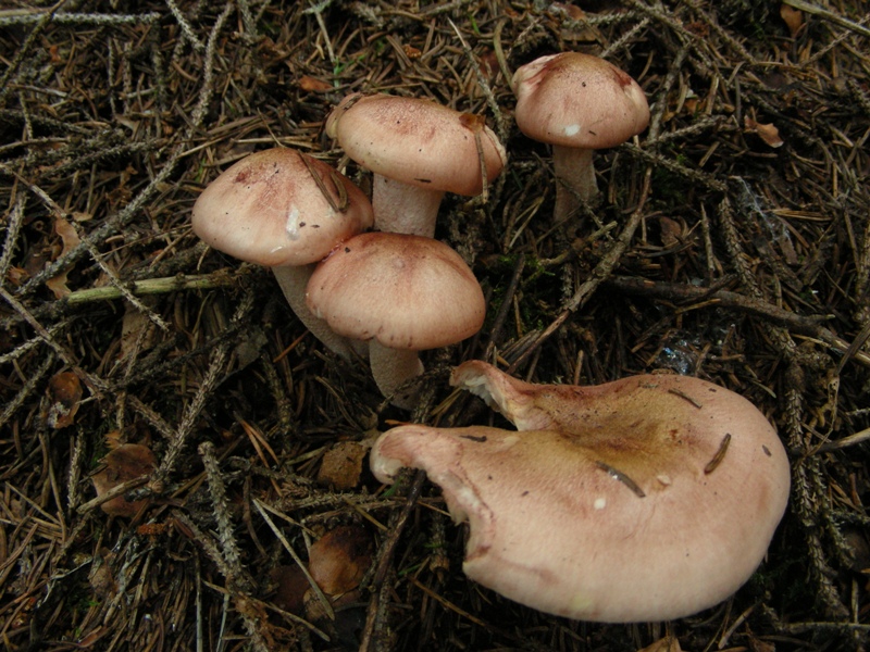 Hygrophorus fragicolor